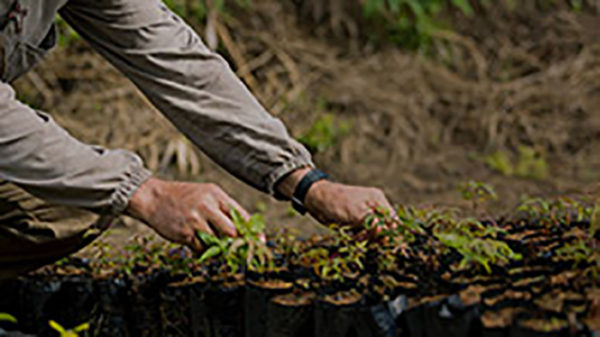 Edital de Restauração Florestal na Bacia do Munhaçu / MG – Lotes 25 a 28