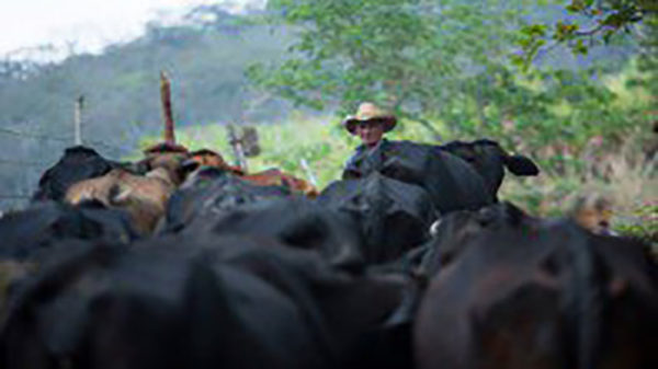 Edital ATER Sustentabilidade Mineira – Retomada das Atividades Agropecuárias