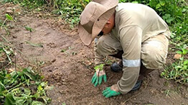 Editais de Recuperação da Vegetação Nativa em Nascentes da Bacia do Rio Doce