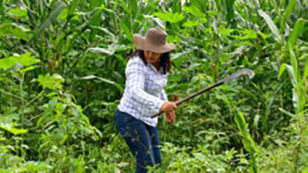 Edital ATER Sustentabilidade Capixaba – Retomada das Atividades Agropecuárias