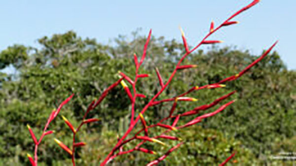 Edital Biodiversidade Rio Doce