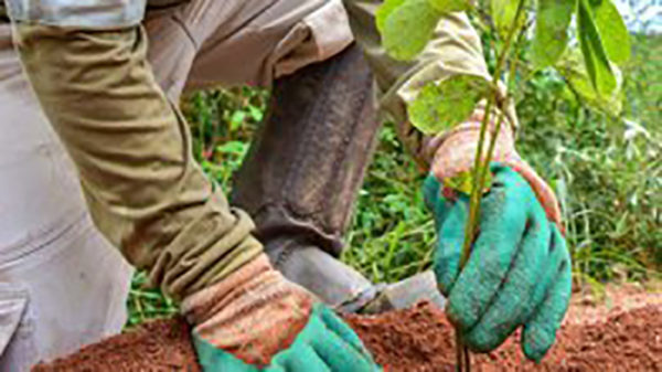 Edital de Restauração Florestal na Bacia do Manhuaçu – Lotes 10 a 21