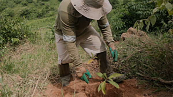 Edital de Restauração Florestal na Bacia do Suaçuí / MG – Lotes 29 a 32
