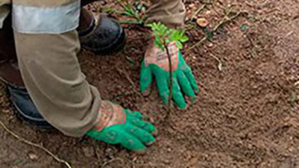 Edital de Restauração Florestal de Nascentes