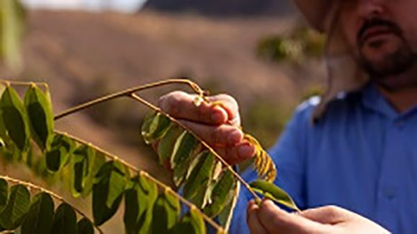 Edital de Restauração Florestal Baixo Doce