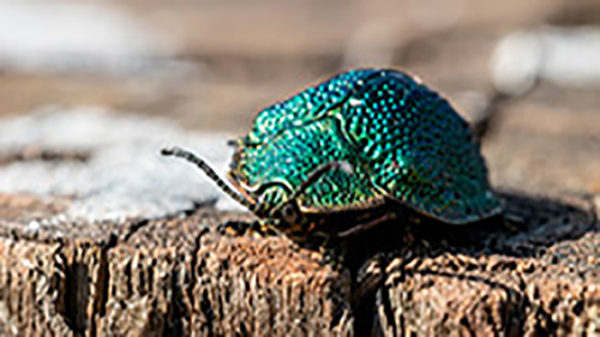 Edital Coleções Científicas