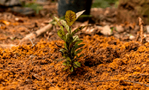 Edital de Restauração Florestal na Bacia do Manhuaçu / MG – Lote 8